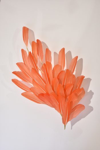 Sculptural feather wall sconce in coral pink by feather artist Janaïna Milheiro available through RUNE, New York.